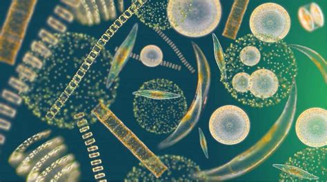 Phytoplankton Microscopic Organisms That Inhabit The