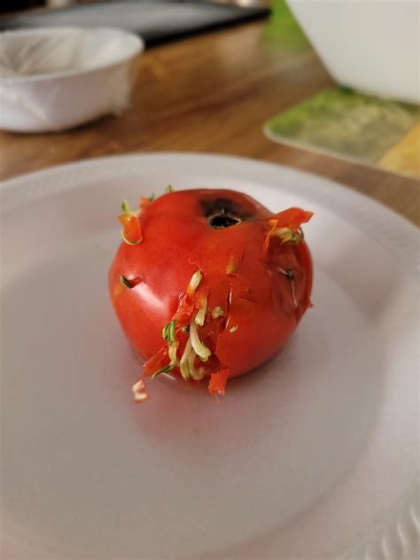 How The Seeds Started Sprouting From This Rotten Tomato Mildlyinteresting