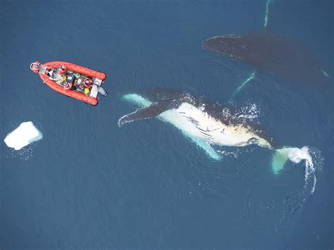 The Biggest Whales Can Eat The Equivalent Of 80000 Big Macs In One Day