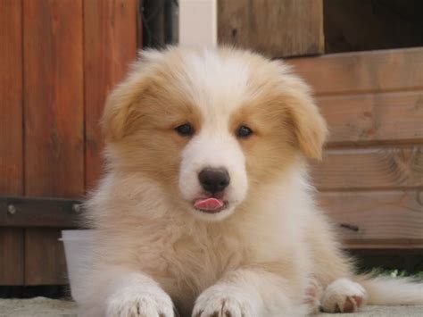 Find female border collie puppies and dogs from a breeder near you. australian red border collie puppy, that cheeky tongue! (800×600) | Border collie puppies ...