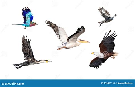 Collection Of African Birds In Flight Stock Photo Image Of Flight