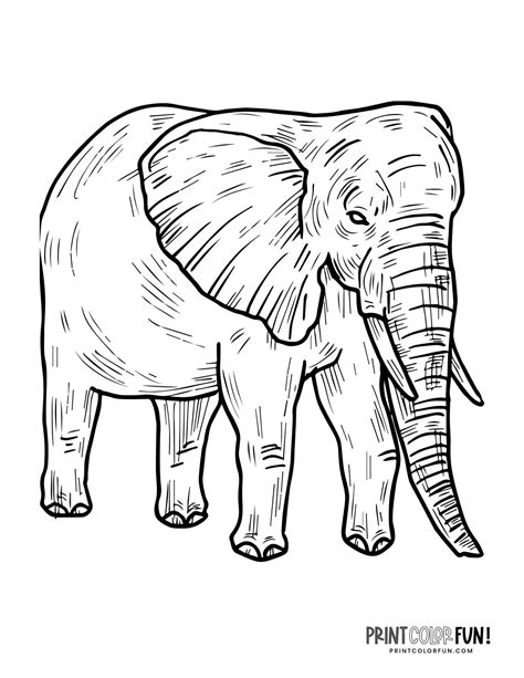 6 Realistic Elephant Coloring Pages To Print Print Color Fun