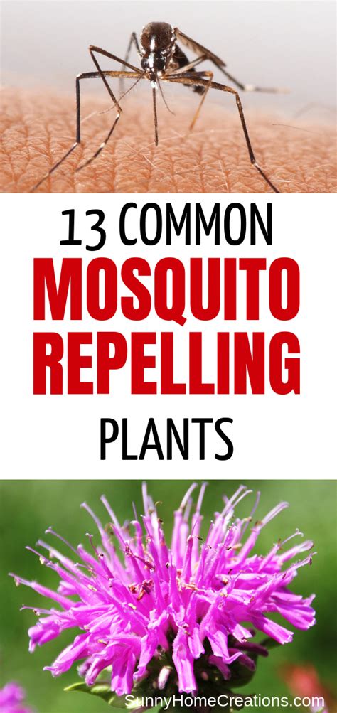 outdoor popular plants #OutdoorPlants | Mosquito repelling plants ...