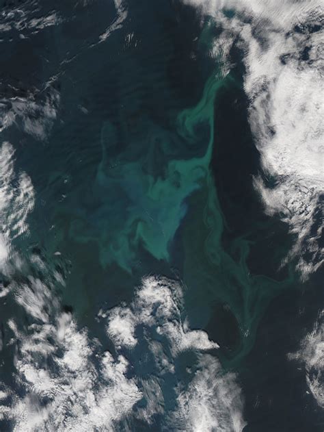 Phytoplankton Bloom In The Norwegian Sea Nasa