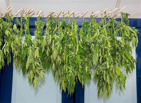 A Guide To Drying And Curing Cannabis