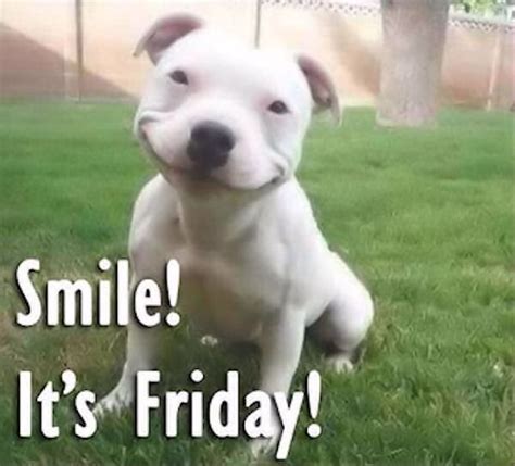 Cute Dog Smiling Cause Its Friday Pictures Photos And Images For
