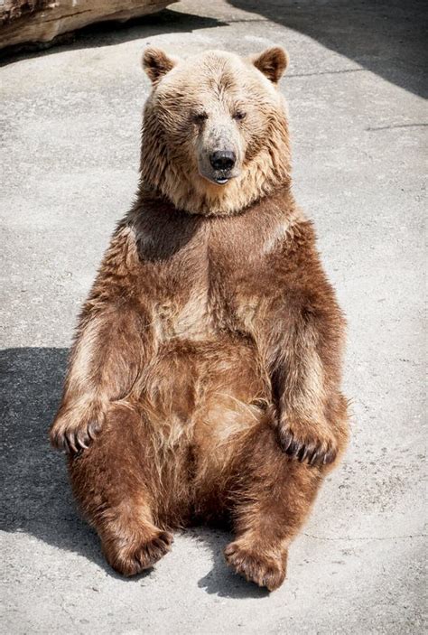 Brown Bear In A Funny Pose Stock Photo Image Of Angry 20803468