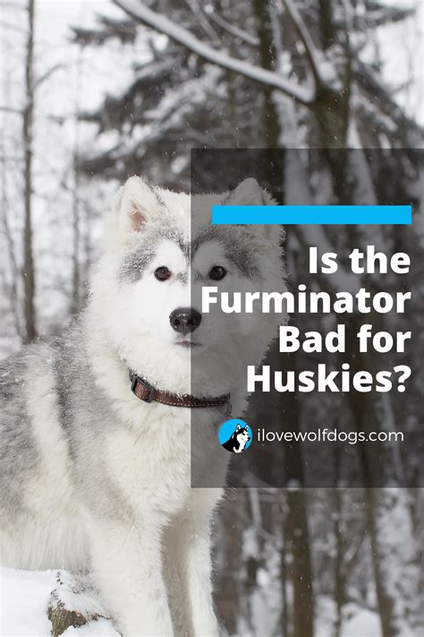 Is The Furminator Bad For Huskies Ilovewolfdogs Husky Husky Facts