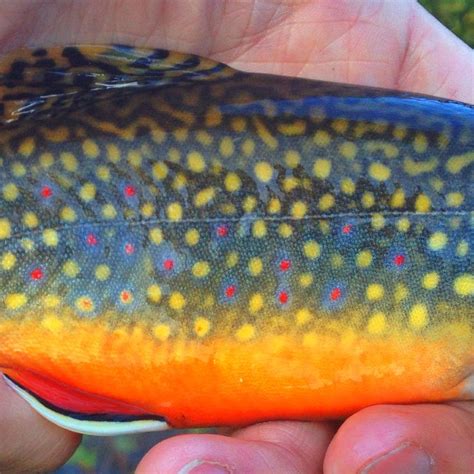 Brook Trout Fly Fishing In Utah Reellife Gearthatfitsyourlifestyle Reellifegear Com Trout