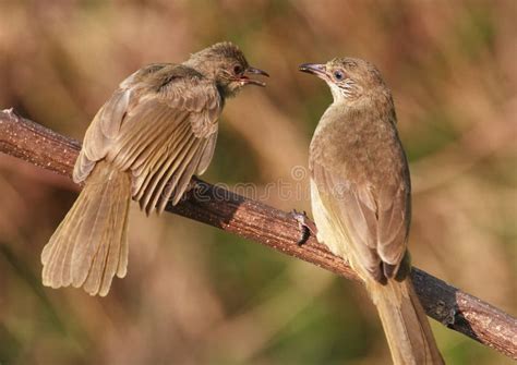 Two Birds On Tree Branch 59 9  Stock Image Image Of Adult Tree