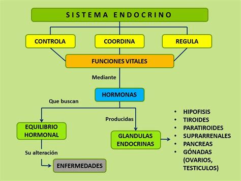Mapa Conceptual Del Sistema Endocrino Humano Kulturaupice The
