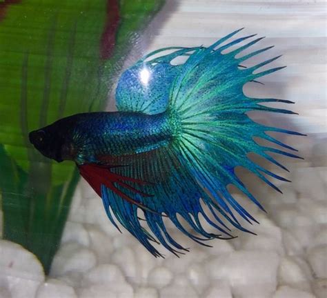 Betta Fish Fin Rot What To Look For Tankofish