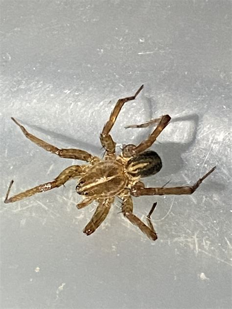Unidentified Spider In Naples Florida United States