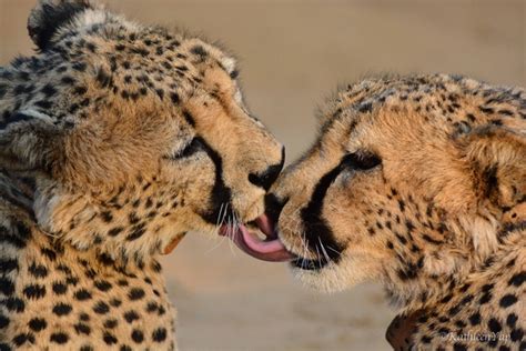 Frenching Cheetahs Acinonyx Jubatus Photorator