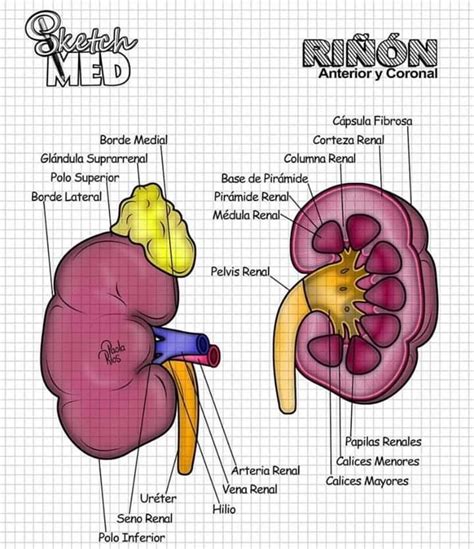 Anatomia Del Riñon Anatomía Médica Libros De Anatomia Anatomia Y
