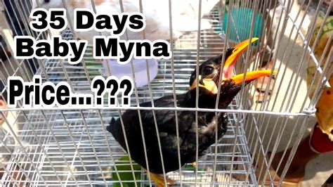 35 Days Old Baby Myna Price A Cute Baby Myna Youtube