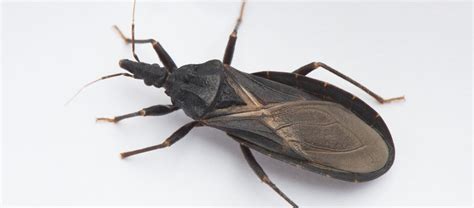 What You Need To Know About Kissing Bugs In Missouri Kmox Am