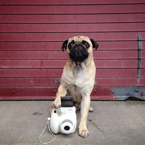 Photographer Scores A Viral Hit With His Instagram Pug Shots Of His