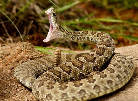 Top 10 Most Venomous Snakes Elite Facts