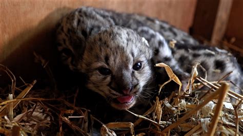 Cat Sanctuary In Ashford Welcomes New Snow Leopard Cubs
