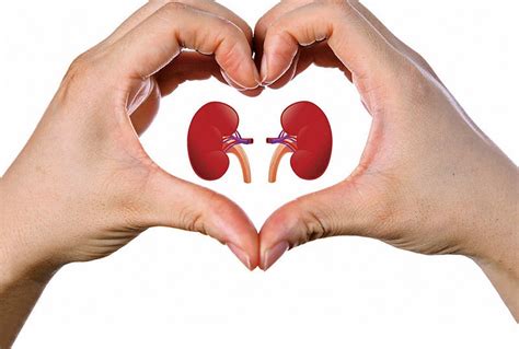 A function relates an input to an output. kidneys - What are the impotant functions in our body
