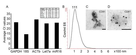 Direct Isolation Of Exosomes From Cell Culture Exosome Rna