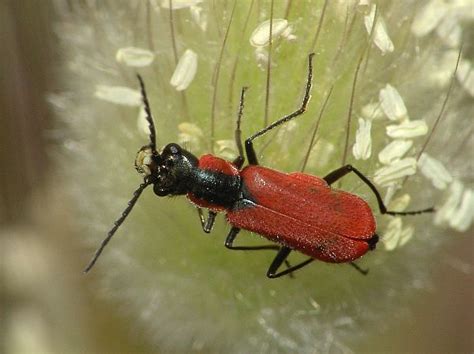 Der kleine rote zipfelkäfer ist auch unter dem namen zweifleckige zipfelwanze bekannt. Anthocomus coccineus - Herbst-Zipfelkäfer