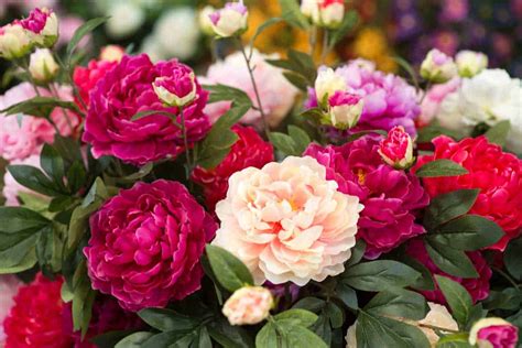 How To Grow Peonies The Complete Guide