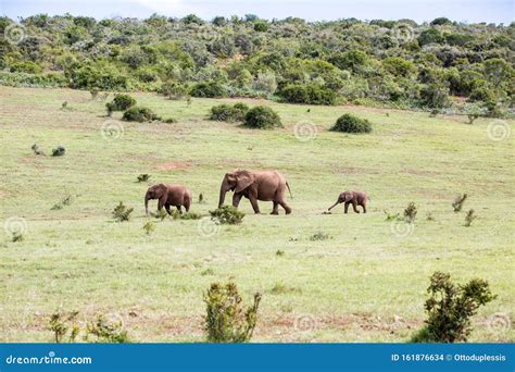Elephants In Line Stock Photo Image Of Three Wild 161876634