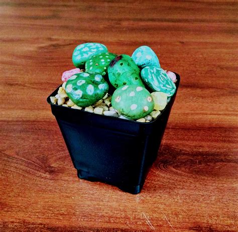 Some are obvious, like wild apples or berries, but can you eat a cactus? Can You Kill a Cactus? | Bay Path University