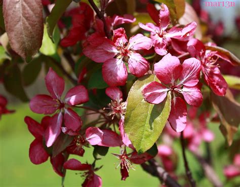 Red Barron Crabapple Malus Red Barron North American Insects
