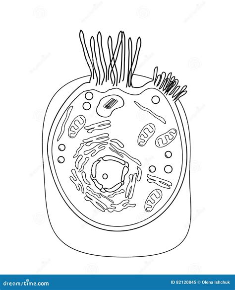 The Structure Of The Human Cells In A Graphic Image Cell Components On