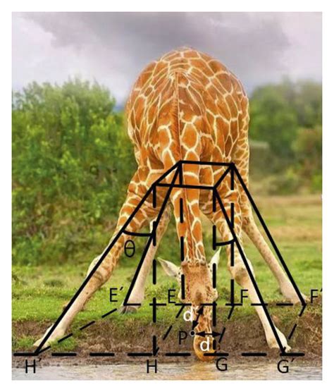The Swinging Support Of The Giraffes Legs Download Scientific Diagram