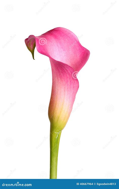 Flower Of A Pink Calla Lily Isolated On White Stock Photo Image 40667964