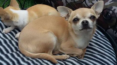 Female Chihuahua For Sale Petsidi
