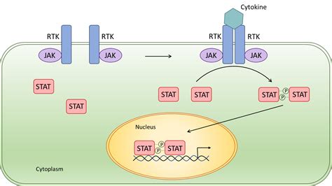 Jak Stat3 Signaling Pathway