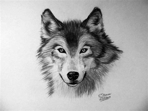 Wolf Drawing By Lethalchris On Deviantart Pintura Perro Arte De