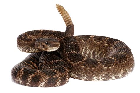 Collection Of Rattlesnake Png Pluspng