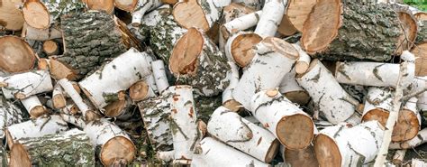 Birch Firewood Advantages And Disadvantages