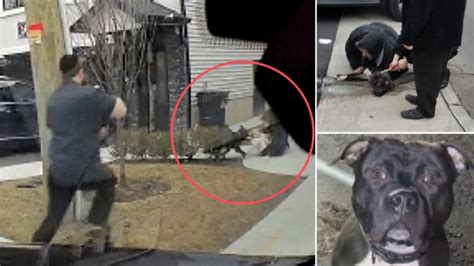 Screams Ring Out As One Year Old Girl Is Attacked By Pit Bull Metro News