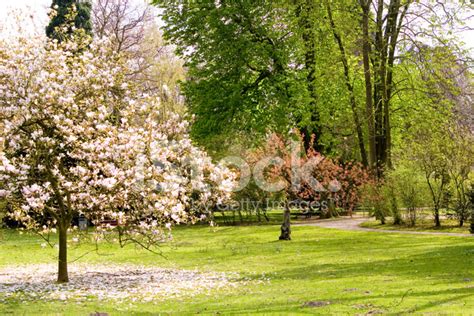 Blooming Trees In Spring Stock Photo Royalty Free Freeimages