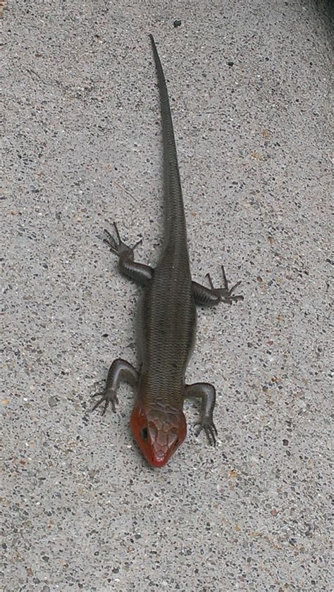 Red Headed Lizard In Northern Virginia About 8 From Snout To Tip Of