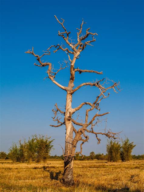 Silhouette Portrait Of Dead Tree Free Stock Photo Public Domain Pictures