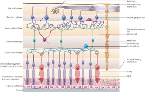 Figure 24 From Anatomy And Physiology Of The Retina Semantic Scholar