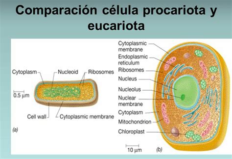 Comparación Entre Célula Procariota Y Eucariota Nuclear Membrane Cell