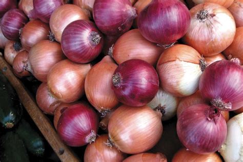 Kelpak On Onions