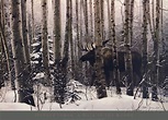 'A Walk in the Woods' Prints - Stephen Lyman | AllPosters.com | Walk in ...