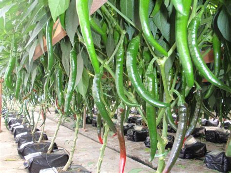 Dengan itu, mari kita tengok bagaimana menanam beberapa contoh tanaman sayuran yang kita bagi tadi! KURSUS TEKNOLOGI PENANAMAN CILI SECARA FERTIGASI 5 LAWAN 1 ...