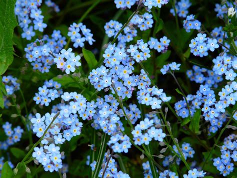 Free Images Nature Blossom Meadow Bloom Blue Wild Flower