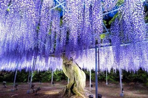 Top 10 Most Beautiful Trees In The World Pickytop
